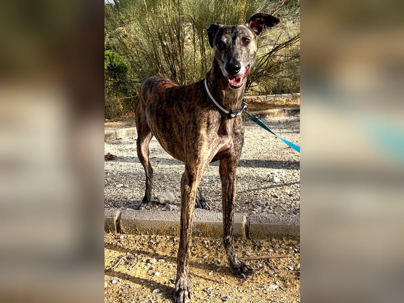 Golfo (TO) freude pur