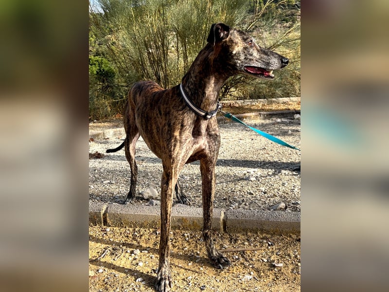 Golfo (TO) freude pur