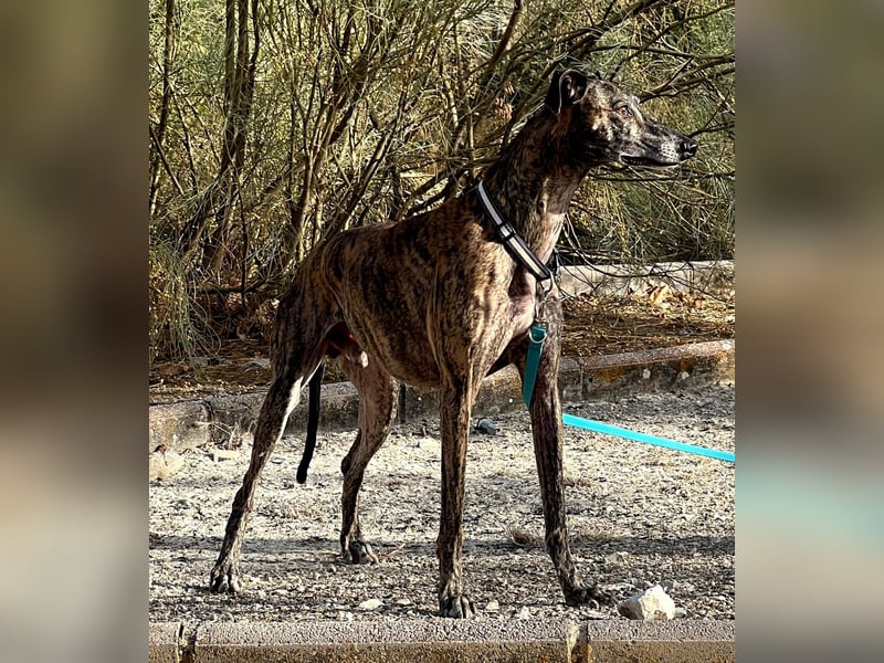 Golfo (TO) freude pur