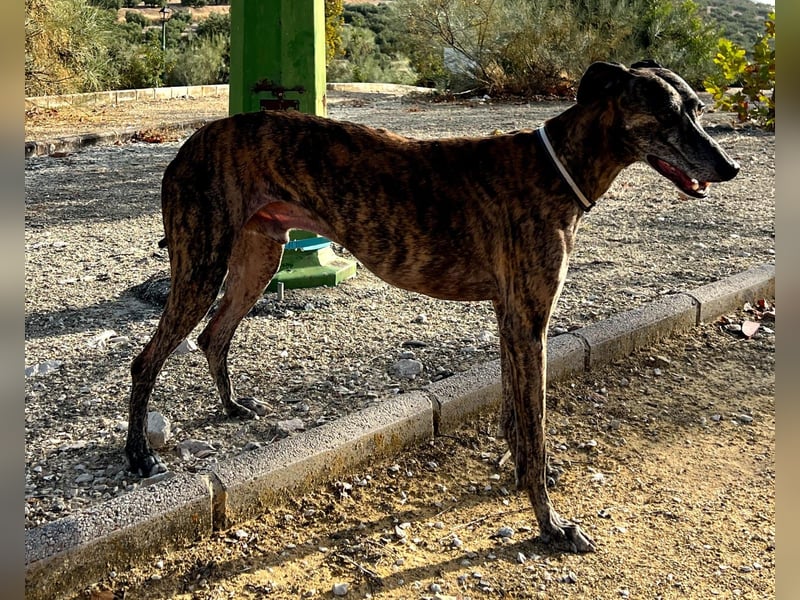 Golfo (TO) freude pur