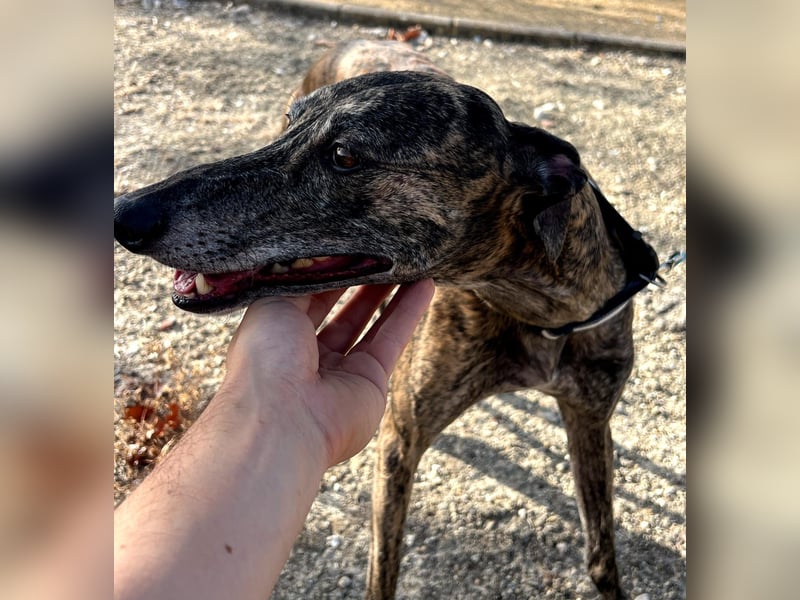 Golfo (TO) freude pur