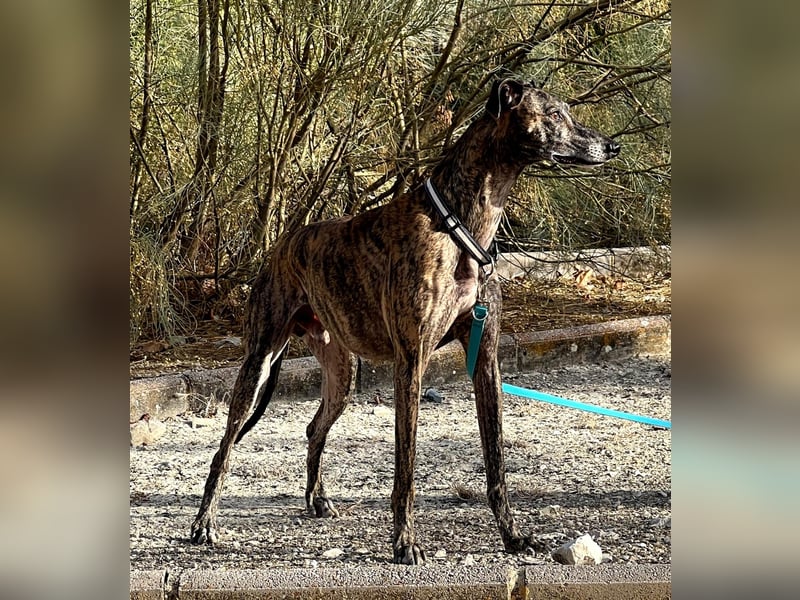 Golfo (TO) freude pur