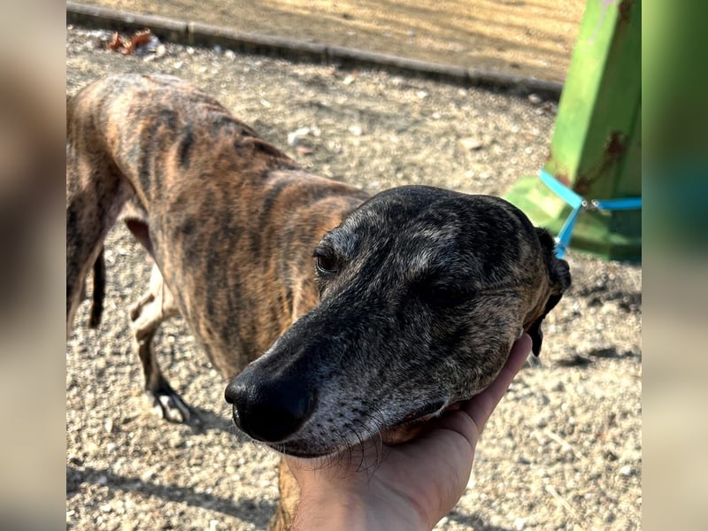 Golfo (TO) freude pur