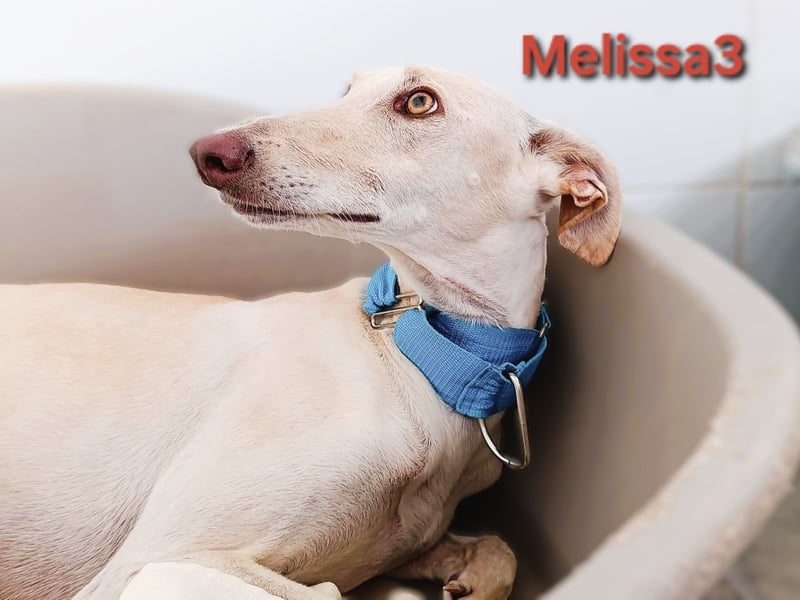 Melissa3 geb. 06/2022 (in Deutschland) - wunderschöne, sensible Galga!