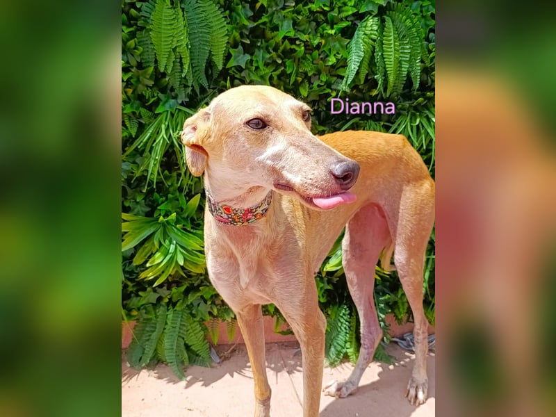 Dianna geb. 06/2022 (in Deutschland) - verschmuste und ausgeglichene Galga!