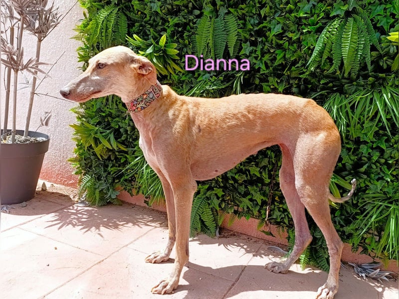 Dianna geb. 06/2022 (in Deutschland) - verschmuste und ausgeglichene Galga!
