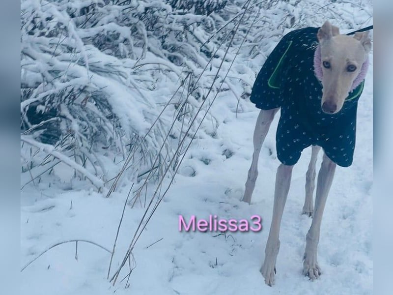 Melissa3 geb. 06/2022 (in Deutschland) - wunderschöne, sensible Galga!