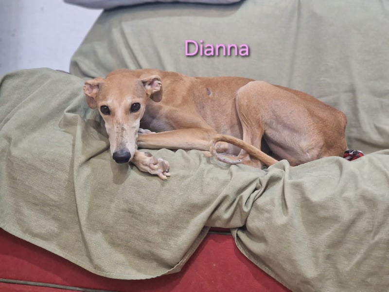 Dianna geb. 06/2022 (in Deutschland) - verschmuste und ausgeglichene Galga!