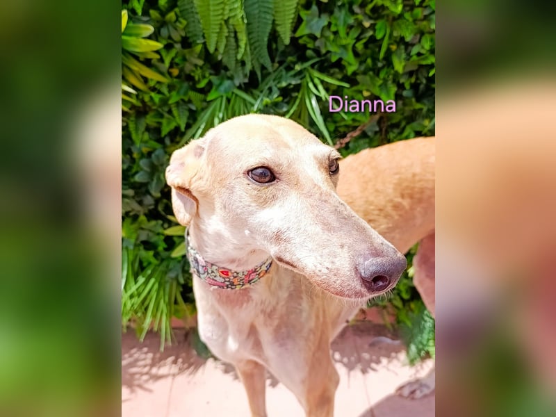 Dianna geb. 06/2022 (in Deutschland) - verschmuste und ausgeglichene Galga!