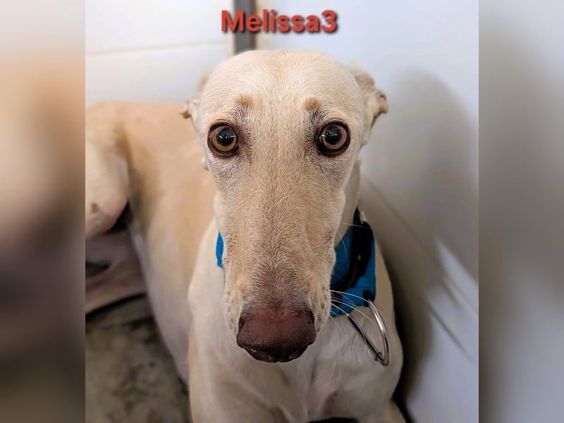 Melissa3 geb. 06/2022 (in Deutschland) - wunderschöne, zurückhaltende Galga!