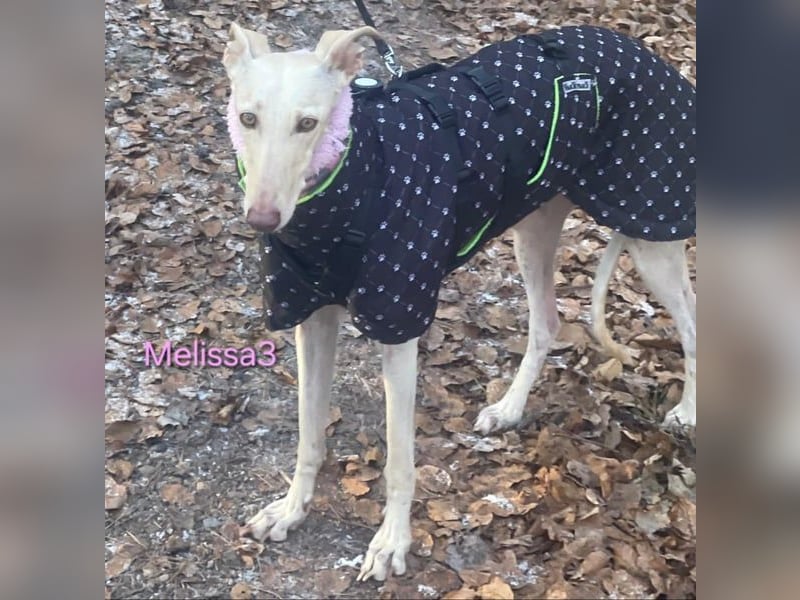 Melissa3 geb. 06/2022 (in Deutschland) - wunderschöne, sensible Galga!