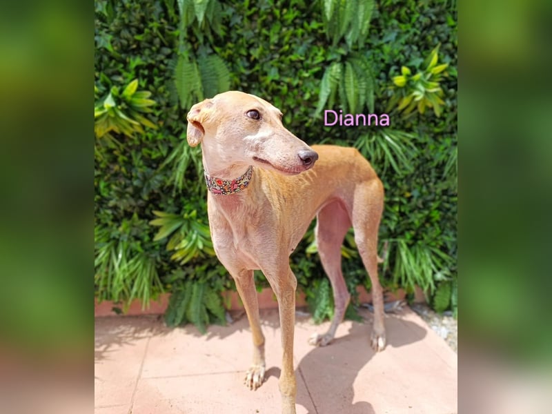 Dianna geb. 06/2022 (in Deutschland) - verschmuste und ausgeglichene Galga!