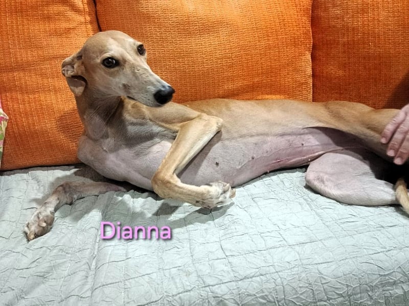 Dianna geb. 06/2022 (in Deutschland) - verschmuste und ausgeglichene Galga!