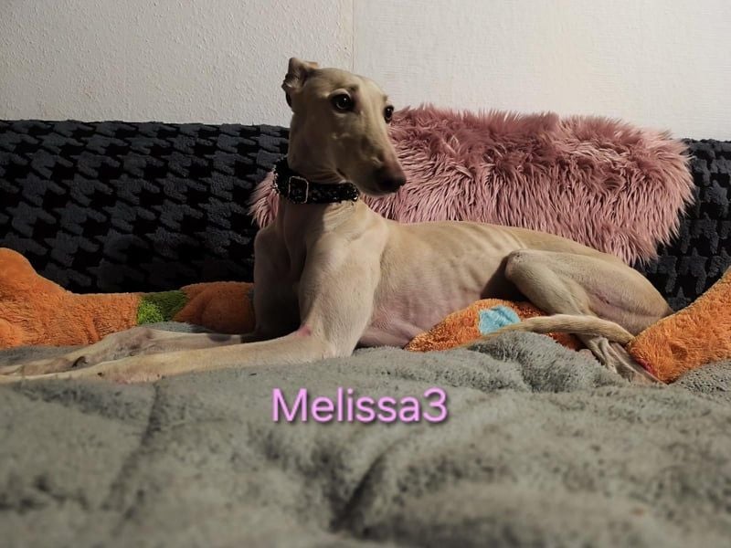 Melissa3 geb. 06/2022 (in Deutschland) - wunderschöne, sensible Galga!