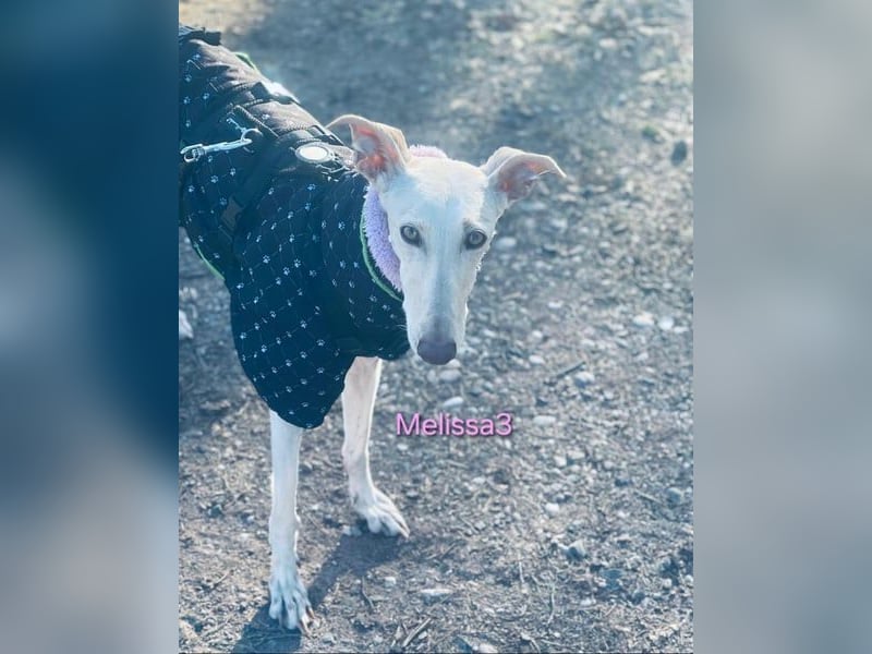 Melissa3 geb. 06/2022 (in Deutschland) - wunderschöne, sensible Galga!