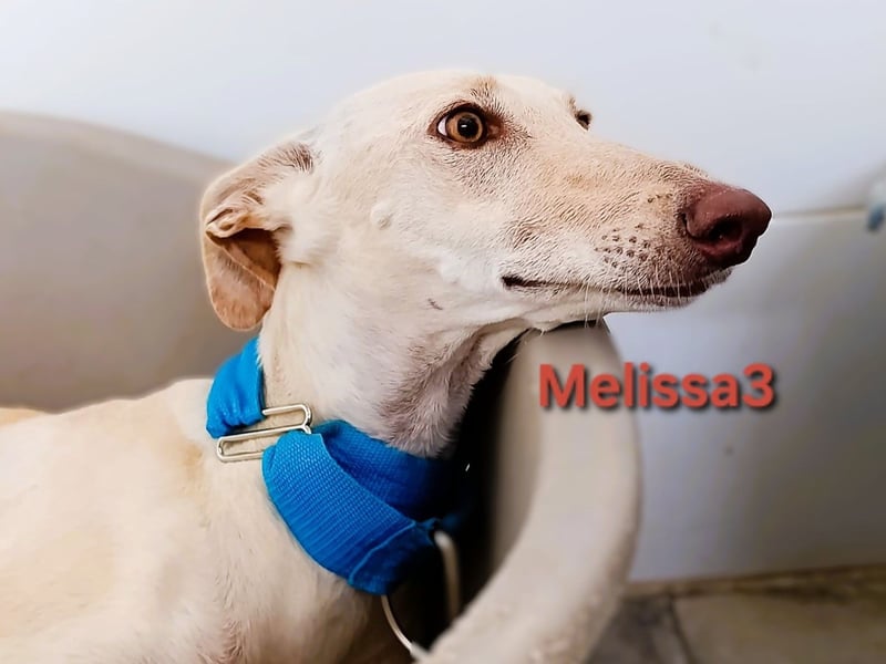 Melissa3 geb. 06/2022 (in Deutschland) - wunderschöne, zurückhaltende Galga!