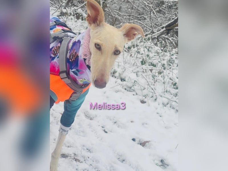 Melissa3 geb. 06/2022 (in Deutschland) - wunderschöne, sensible Galga!