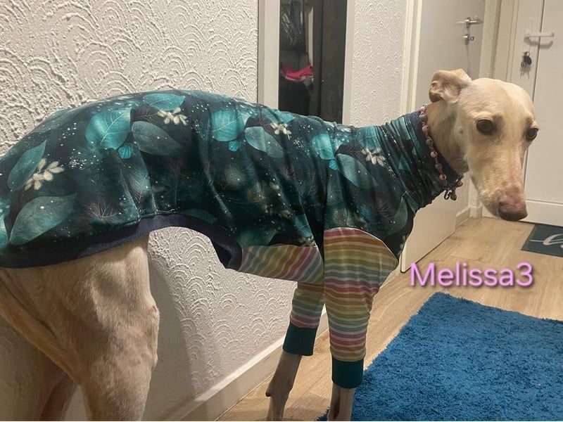 Melissa3 geb. 06/2022 (in Deutschland) - wunderschöne, sensible Galga!