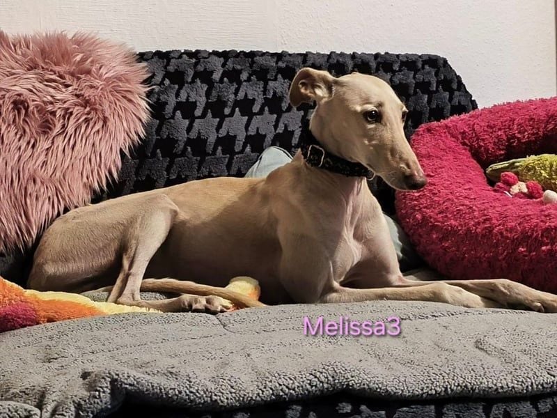 Melissa3 geb. 06/2022 (in Deutschland) - wunderschöne, sensible Galga!