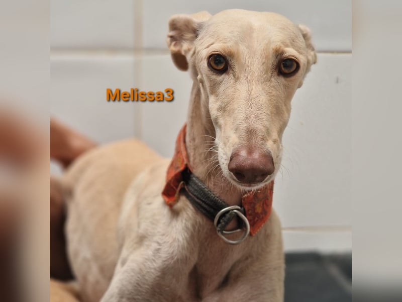 Melissa3 geb. 06/2022 (in Deutschland) - wunderschöne, zurückhaltende Galga!
