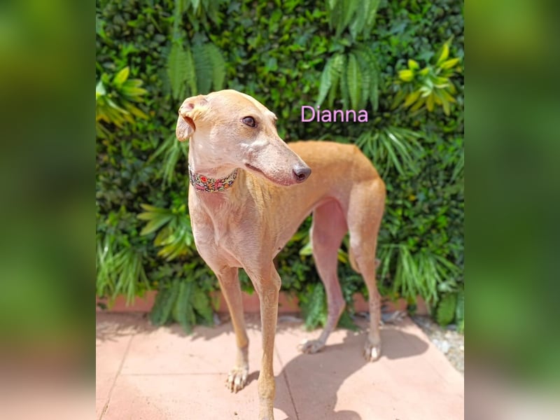 Dianna geb. 06/2022 (in Deutschland) - verschmuste und ausgeglichene Galga!