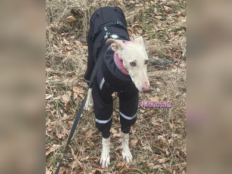 Melissa3 geb. 06/2022 (in Deutschland) - wunderschöne, sensible Galga!