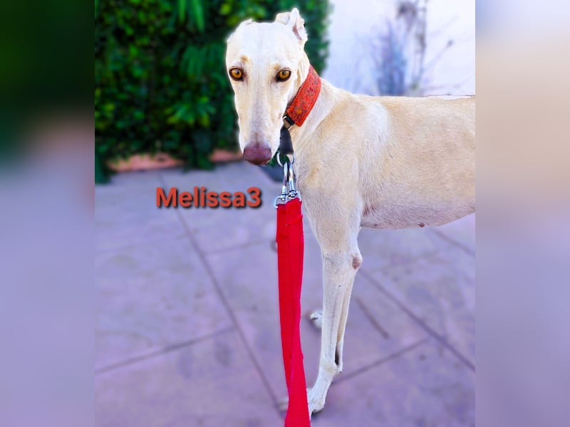 Melissa3 geb. 06/2022 (in Deutschland) - wunderschöne, zurückhaltende Galga!