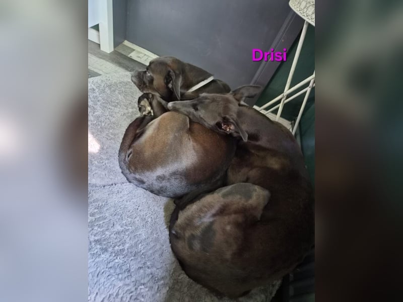 Drisi geb. 02/2025 (in Deutschland) - gelehrige, wunderschöne Galga!