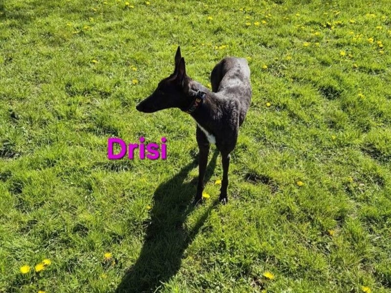 Drisi geb. 02/2025 (in Deutschland) - gelehrige, wunderschöne Galga!