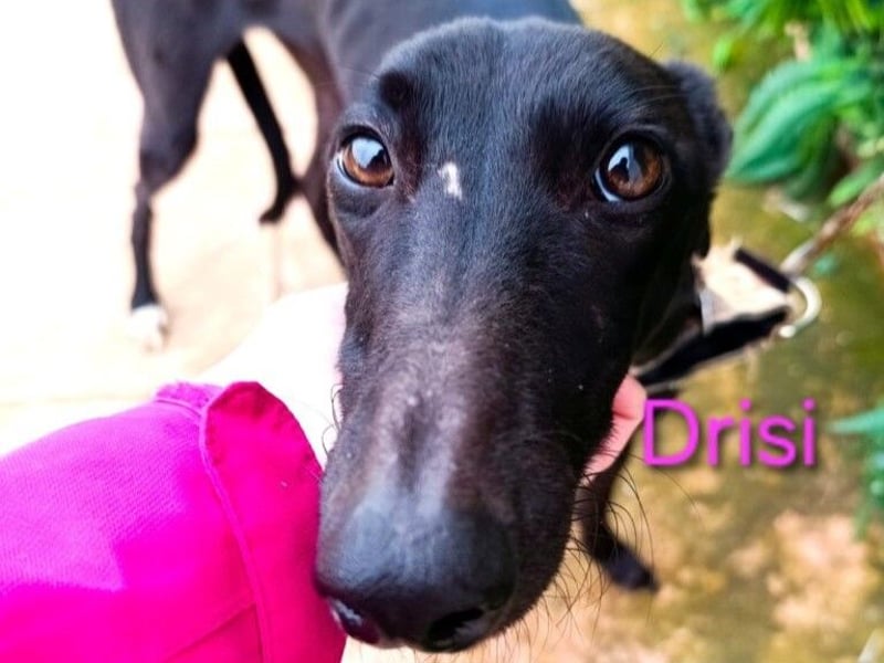 Drisi geb. 02/2025 (in Deutschland) - gelehrige, wunderschöne Galga!
