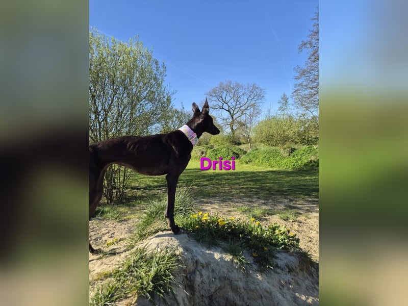 Drisi geb. 02/2025 (in Deutschland) - gelehrige, wunderschöne Galga!