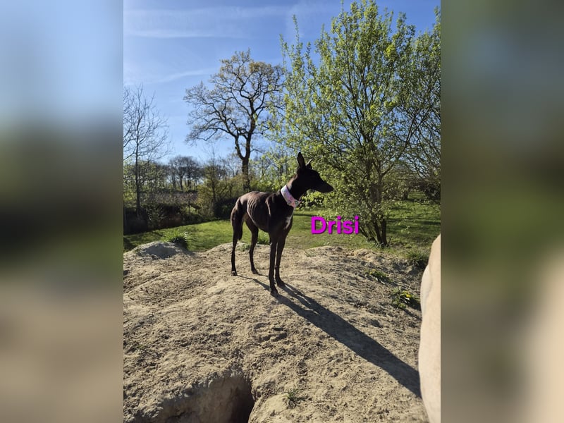 Drisi geb. 02/2025 (in Deutschland) - gelehrige, wunderschöne Galga!