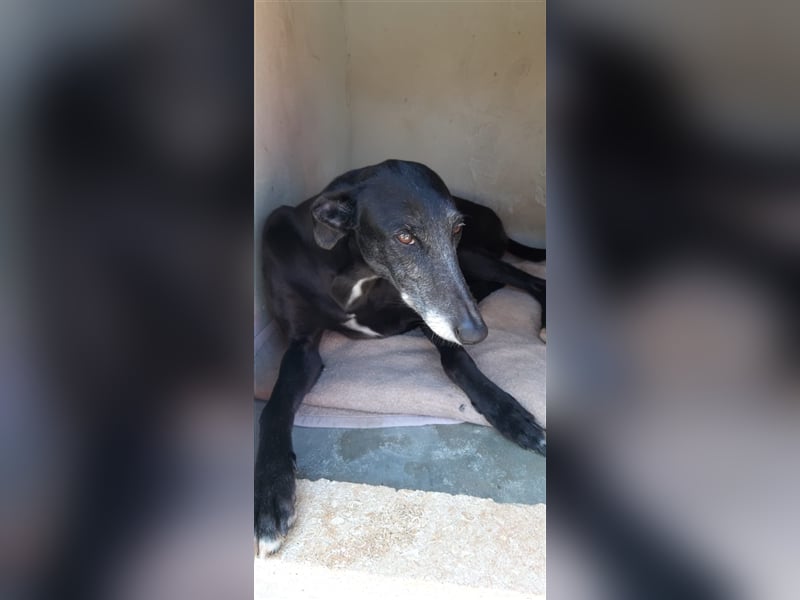 Kora, black is beautiful !