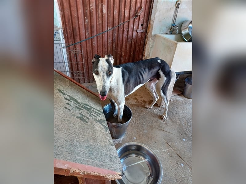 Pirata, junger Galgorüde (14 Monate)