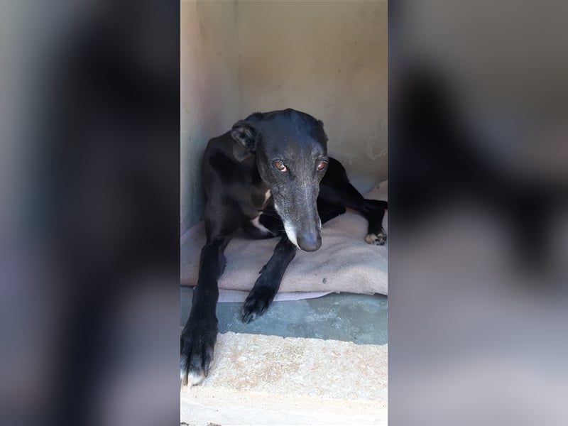 Kora, black is beautiful !