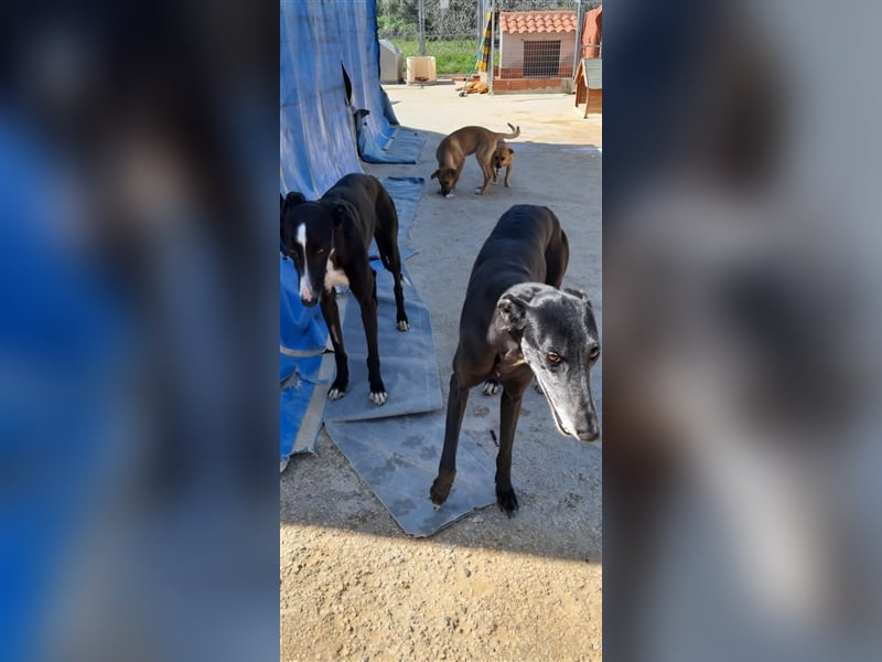 Kora, black is beautiful !