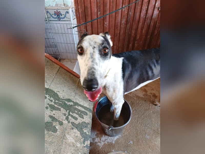 Pirata, junger Galgorüde (14 Monate)