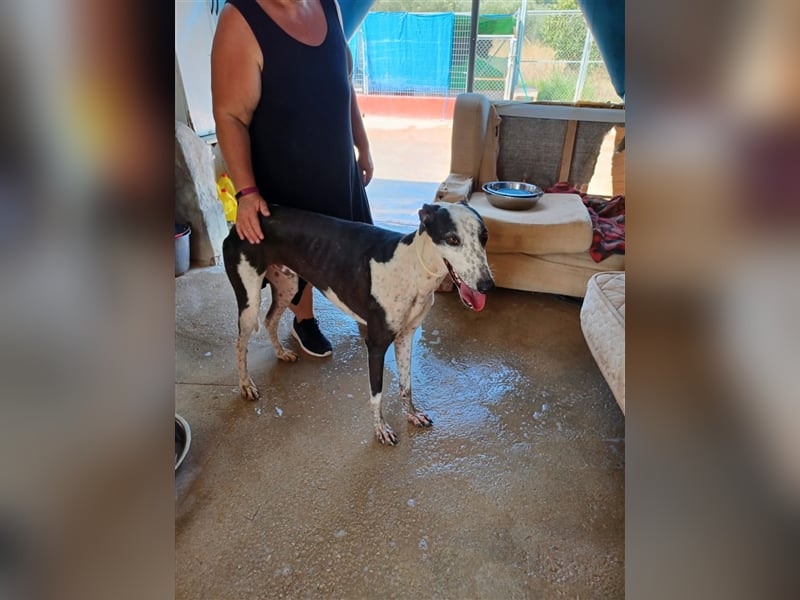 Pirata, junger Galgorüde (14 Monate)