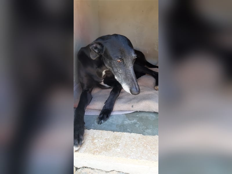 Kora, black is beautiful !