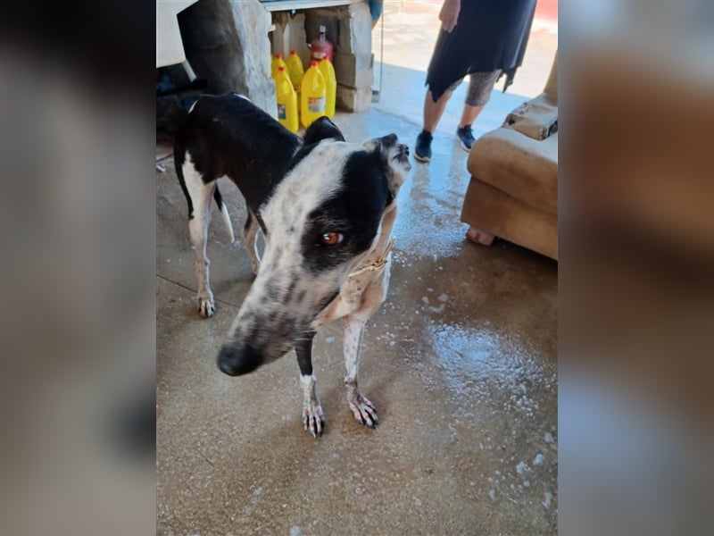 Pirata, junger Galgorüde (14 Monate)