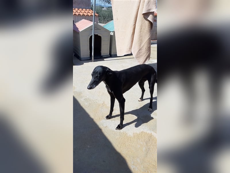 Kora, black is beautiful !