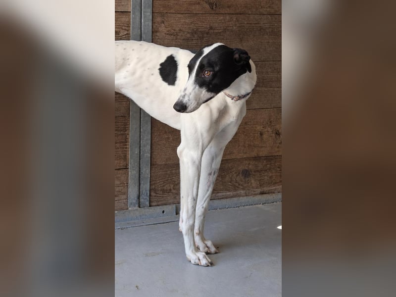 Zauberhafte Galga Favi wartet in Portugal auf unserem Tierschutzhof!