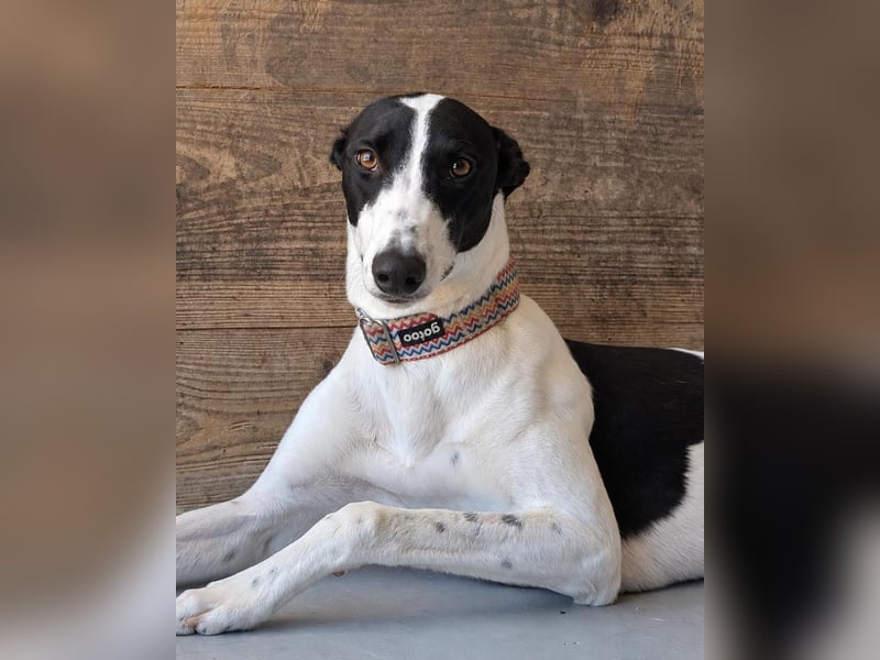 Zauberhafte Galga Favi wartet in Portugal auf unserem Tierschutzhof!