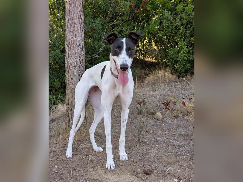 Zauberhafte Galga Favi wartet in Portugal auf unserem Tierschutzhof!