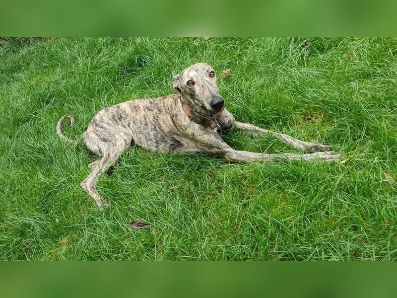 Toni, wartet schon lange auf seiner Pflegestelle …