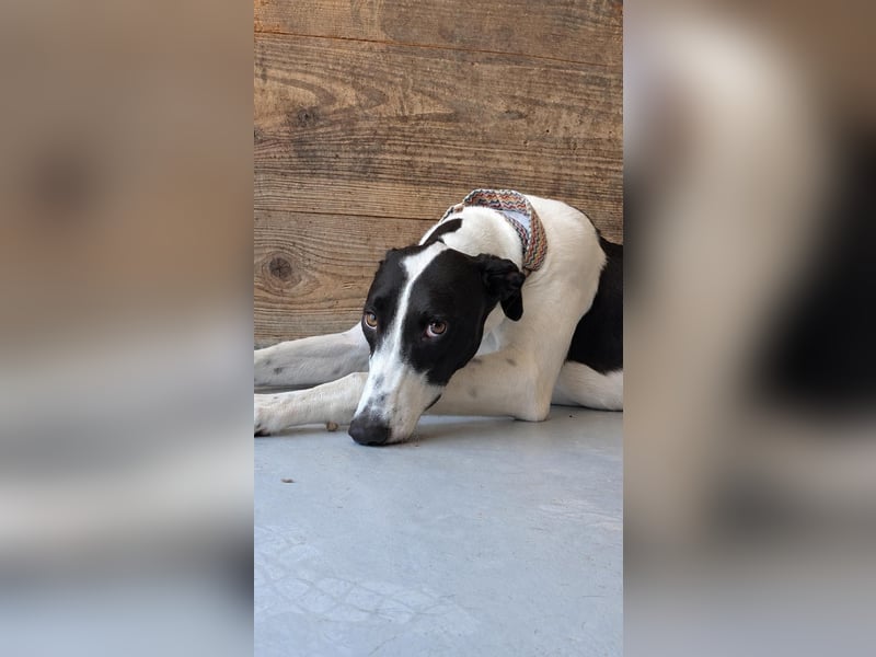 Zauberhafte Galga Favi wartet in Portugal auf unserem Tierschutzhof!