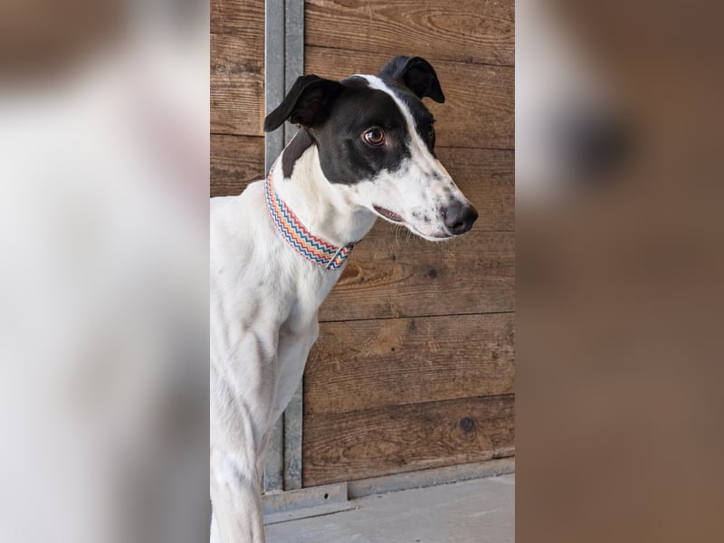 Zauberhafte Galga Favi wartet in Portugal auf unserem Tierschutzhof!