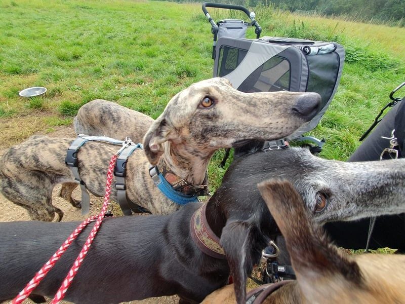 Toni, wartet schon lange auf seiner Pflegestelle …