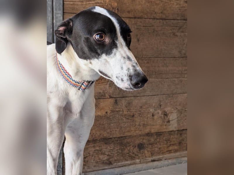 Zauberhafte Galga Favi wartet in Portugal auf unserem Tierschutzhof!