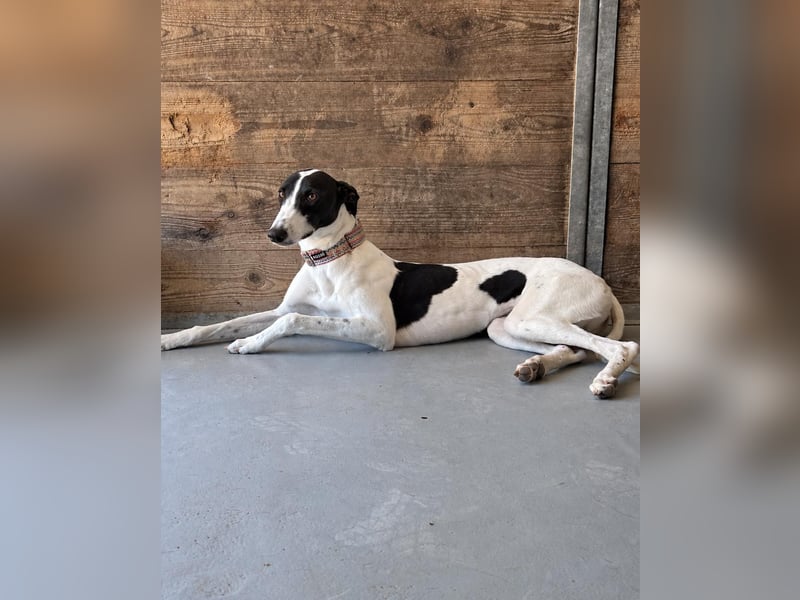 Zauberhafte Galga Favi wartet in Portugal auf unserem Tierschutzhof!